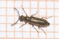 Dasytes croceipes
