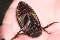 Hydrophilus piceus