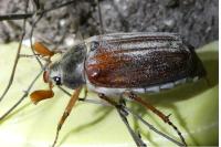 Melolontha melolontha