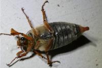 Melolontha melolontha