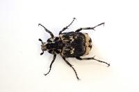 Valgus hemipterus