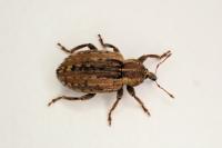 Hypera postica