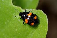 Scaphidium quadrimaculatum