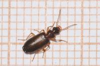 Dromius meridionalis