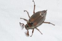 Melolontha hippocastani