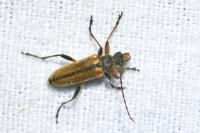Cortodera humeralis