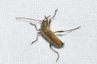 Cortodera humeralis