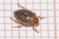 Haliplus fulvus