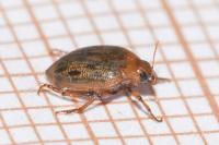 Haliplus fulvus