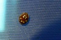 Myrrha octodecimguttata