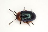 Gastrophysa polygoni