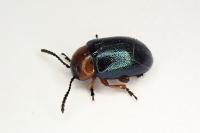 Gastrophysa polygoni