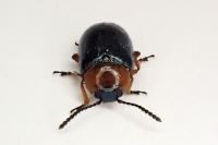 Gastrophysa polygoni