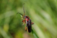 Cantharis rustica