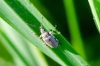 Phyllobius pyri