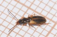 Acupalpus meridianus