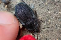 Phosphuga atrata