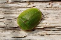 Cassida viridis
