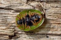 Cassida viridis