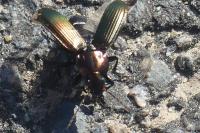 Poecilus cupreus