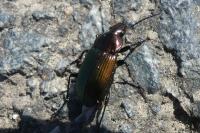 Poecilus cupreus