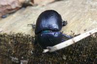 Anoplotrupes stercorosus