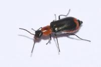 Attalus minimus