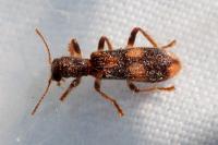 Opilo mollis