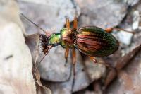 Carabus auratus