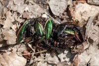 Carabus auratus