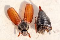Melolontha melolontha
