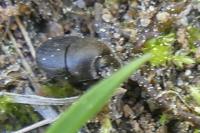 Onthophagus