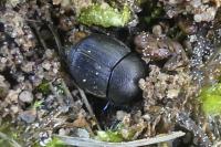 Onthophagus