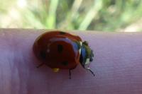 Coccinella septempunctata