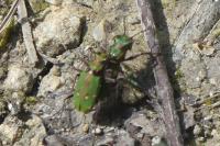 Cicindela campestris