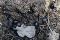 Anoplotrupes stercorosus