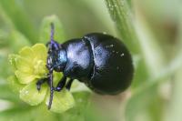 Timarcha goettingensis