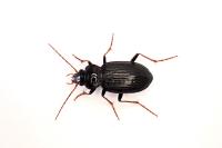 Nebria brevicollis