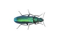 Psilothrix viridicoerulea
