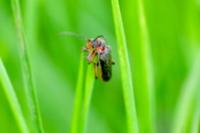 Cantharis rustica