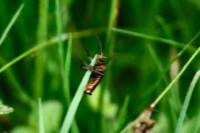 Cantharis rustica