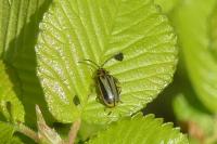 Xanthogaleruca luteola