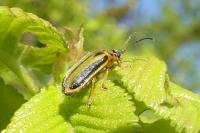 Xanthogaleruca luteola