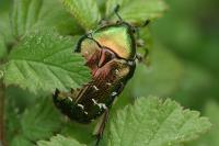 Cetonia aurata