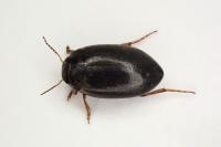 Hydroporus
