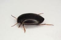 Hydroporus