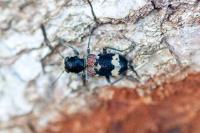 Clerus mutillarius