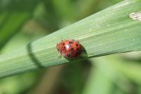 Subcoccinella vigintiquatuorpunctata