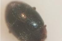 Scymnus haemorrhoidalis