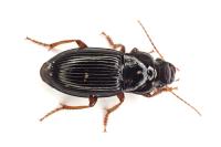 Harpalus
